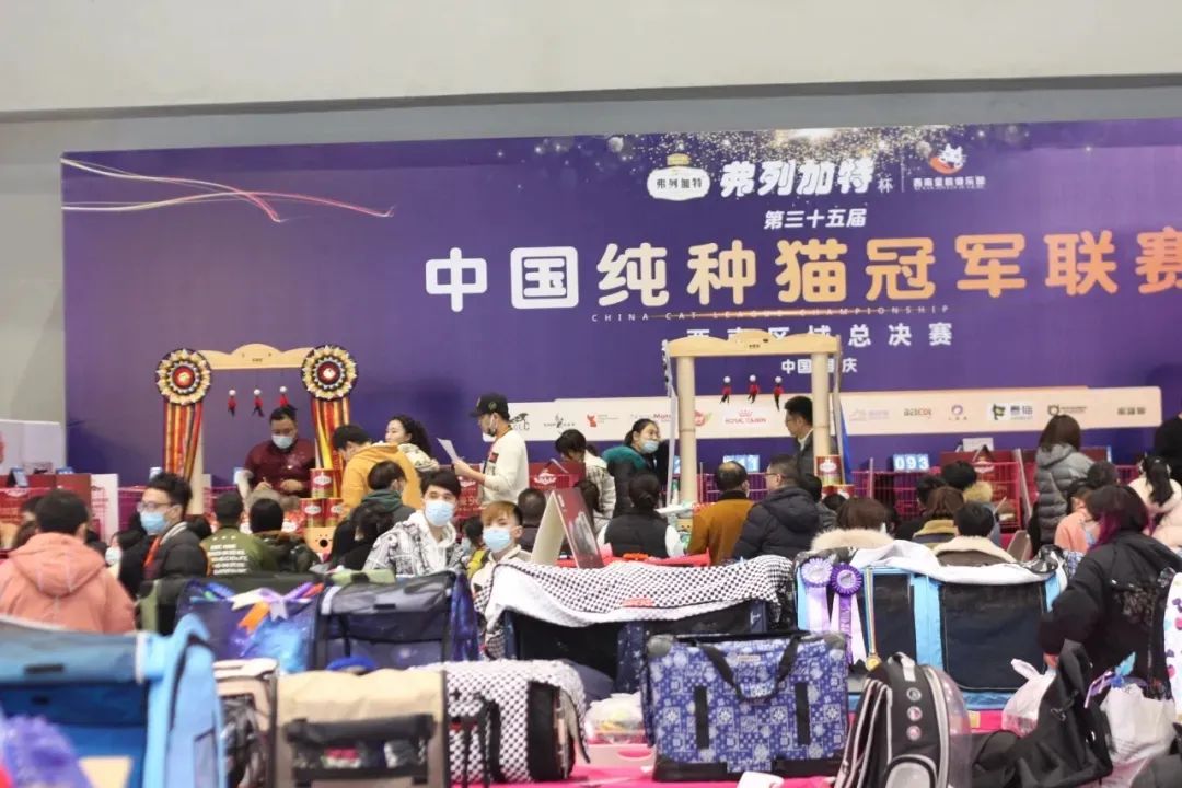 铲屎官实力,铲屎官挣钱不容易