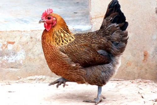 鸡痘怎么治鸡长鸡痘怎么办，轻松治疗鸡痘