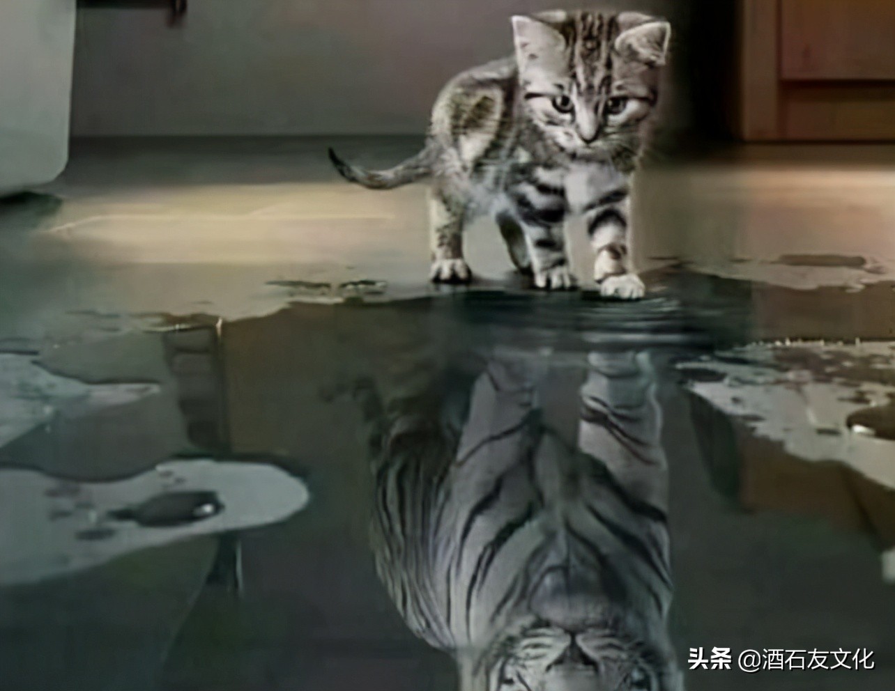 狗见了老虎和猫见到老虎的反应,猫第一次见到老虎会怎样