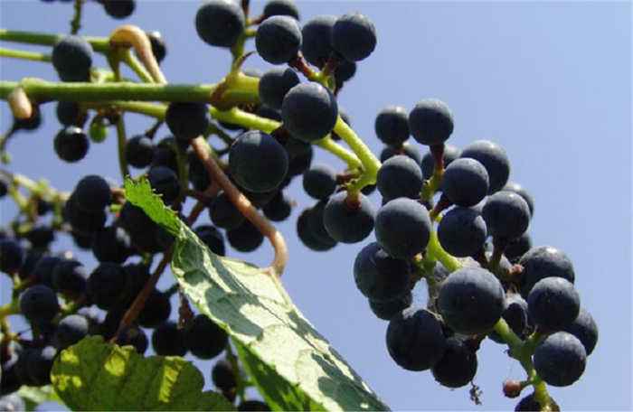 农村的野果子有哪些,农村的野果子真好吃