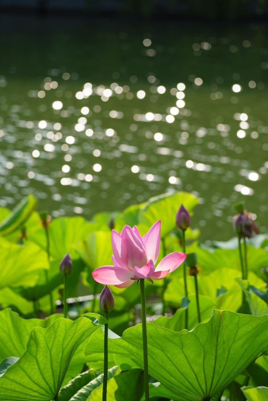 无反全能镜头,适马400mmf5.6测评