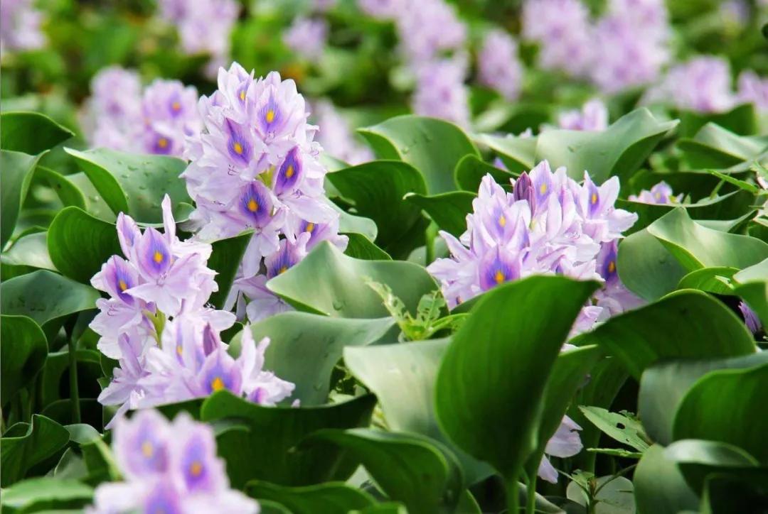 蓝紫色花系植物,蓝紫色系花境植物