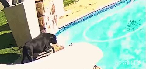 一只博美掉入泳池,一只狗掉进泳池