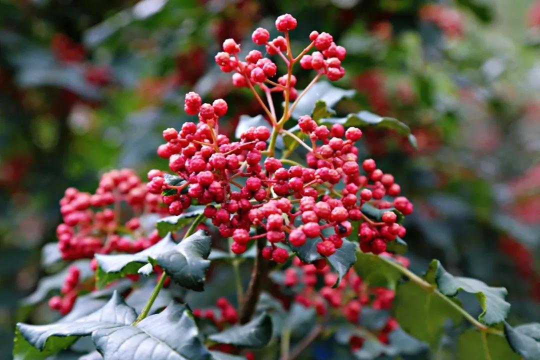 这就是幸福英文,这就是幸福