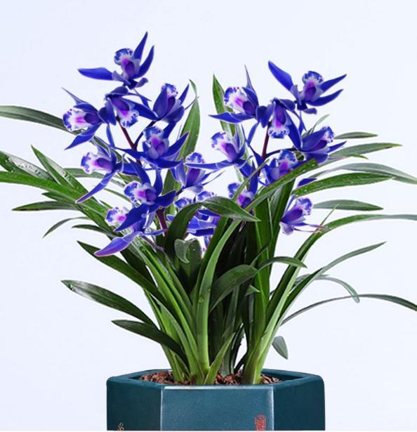 好养活好开花的蓝宝石兰花,名贵兰花品种图片金边兰