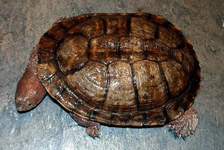 刺颈龟属图片,刺颈龟是保育品种吗