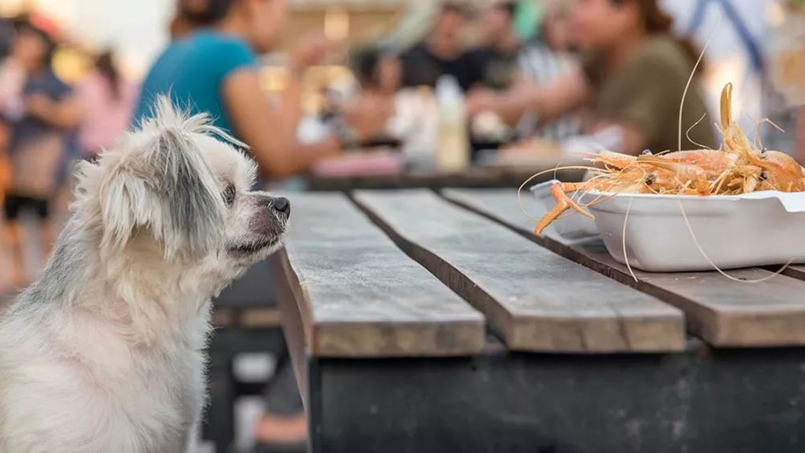 狗可以吃鱼虾么,狗可以吃什么水果大全