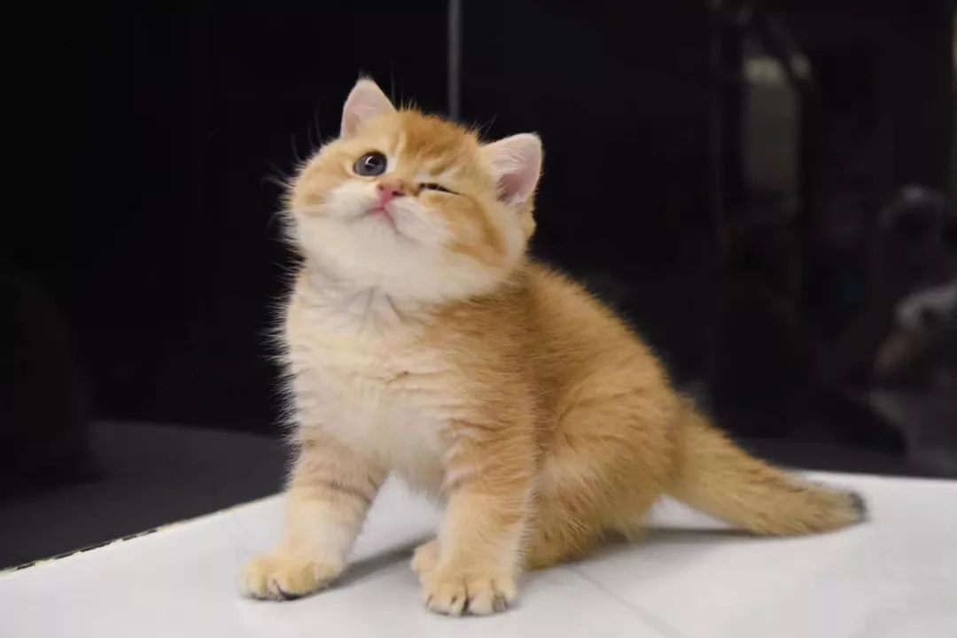 猫咪常见疾病治疗用药,猫咪常见眼睛疾病及护理