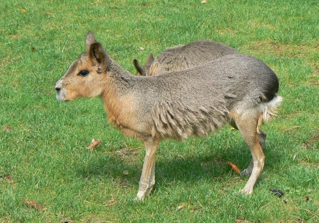 阿根廷发现神秘袋鼠,阿根廷出现神秘的袋鼠
