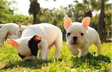 狗狗得了脓皮症是什么原因导致的,狗狗脓皮症可以用碘伏吗