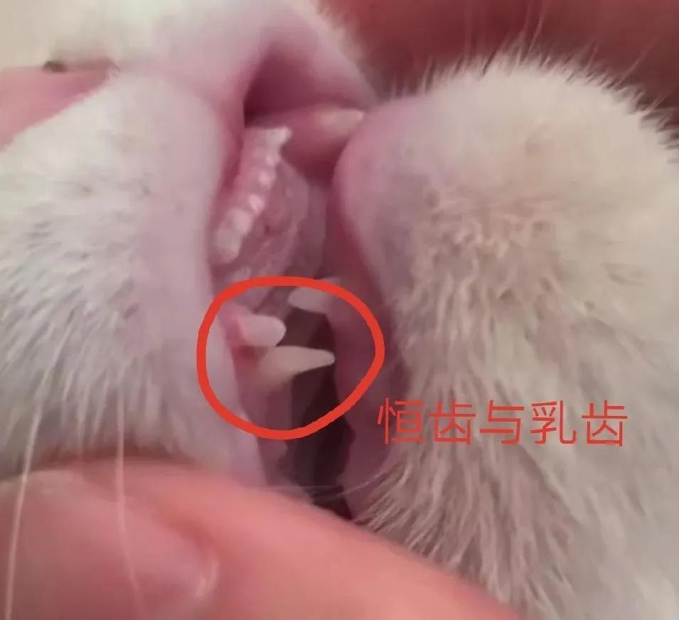 猫咪蛀牙可以洗掉吗,猫咪牙齿蛀牙怎么办