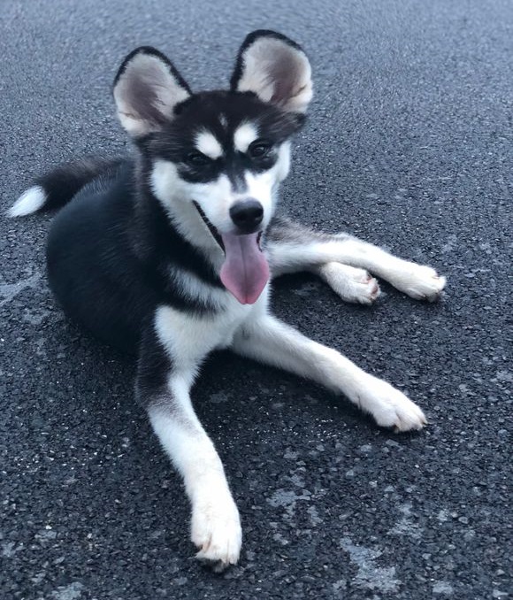 区分阿拉斯加和哈士奇，你只有掌握这些要点，并不难