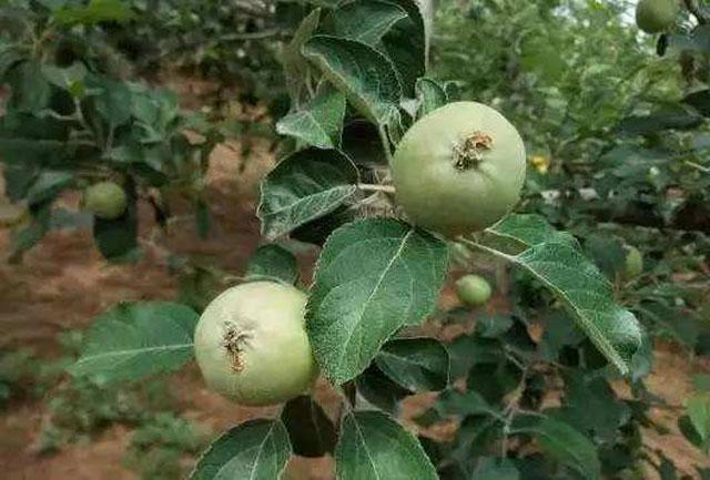 苹果小卷叶蛾怎么治疗,苹果小卷叶蛾的防治方法