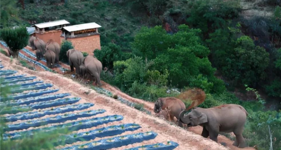 中国亚洲象罕见向北迁徙的原因,云南亚洲象为什么向北迁徙