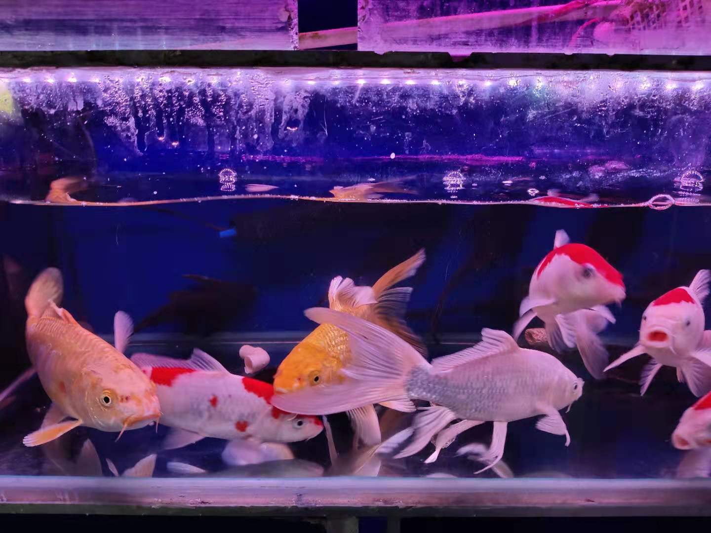 招财鱼的红斑病,招财鱼病总不好