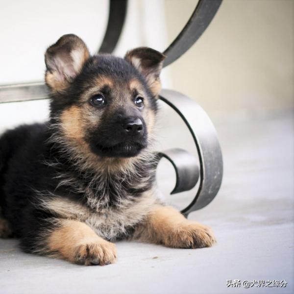 马犬表演高难度动作,马犬一直不训练会有什么后果