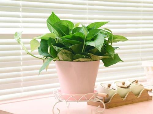 绿萝冻伤,绿萝被冻伤怎么补救