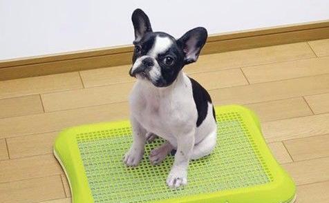 怎么训练狗狗定点大小便室内,训练狗狗定点大小便室内