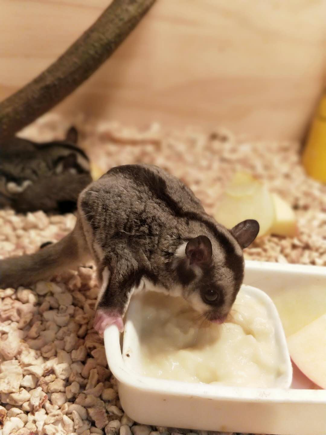 蜜袋鼯怎么训练能晚上睡觉,蜜袋鼯怎么训练定点上厕所