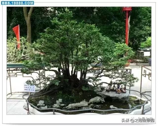 黑檀汁的养护方法,黑檀树的养殖方法和注意事项