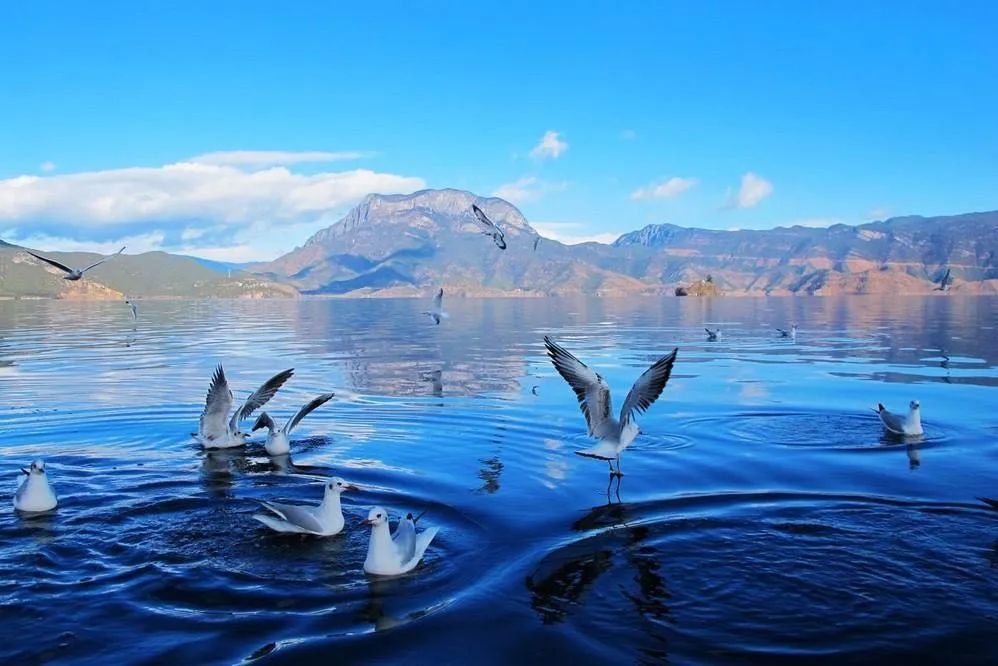 淘客店铺代理软件,淘客软件代理