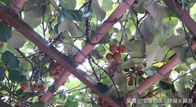 蓟县盘山三兄弟农家院,蓟县云龙农家院