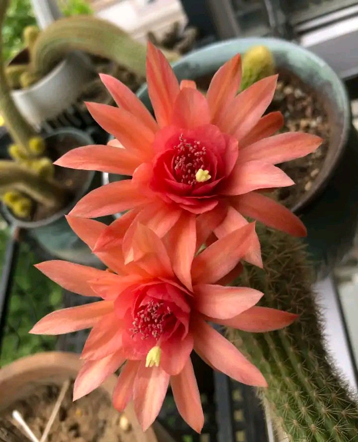 101个仙人球品种,101种仙人球开花图片