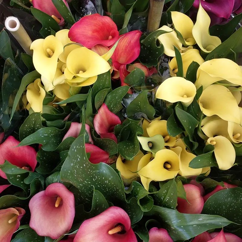 马蹄莲开花的方式,马蹄莲开花后的养殖方法