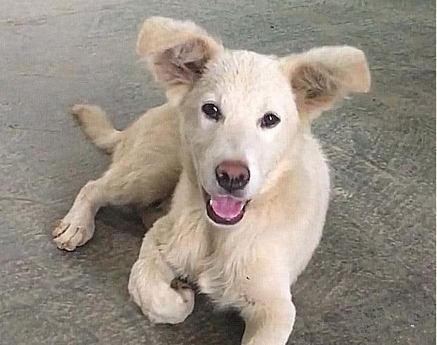 真假金毛的辨别方法,怎么快速的分清真假金毛