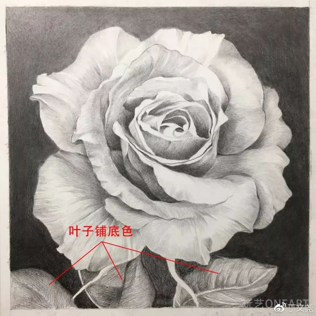 素描基础绘画教程郁金香,素描丁程鑫详细教程