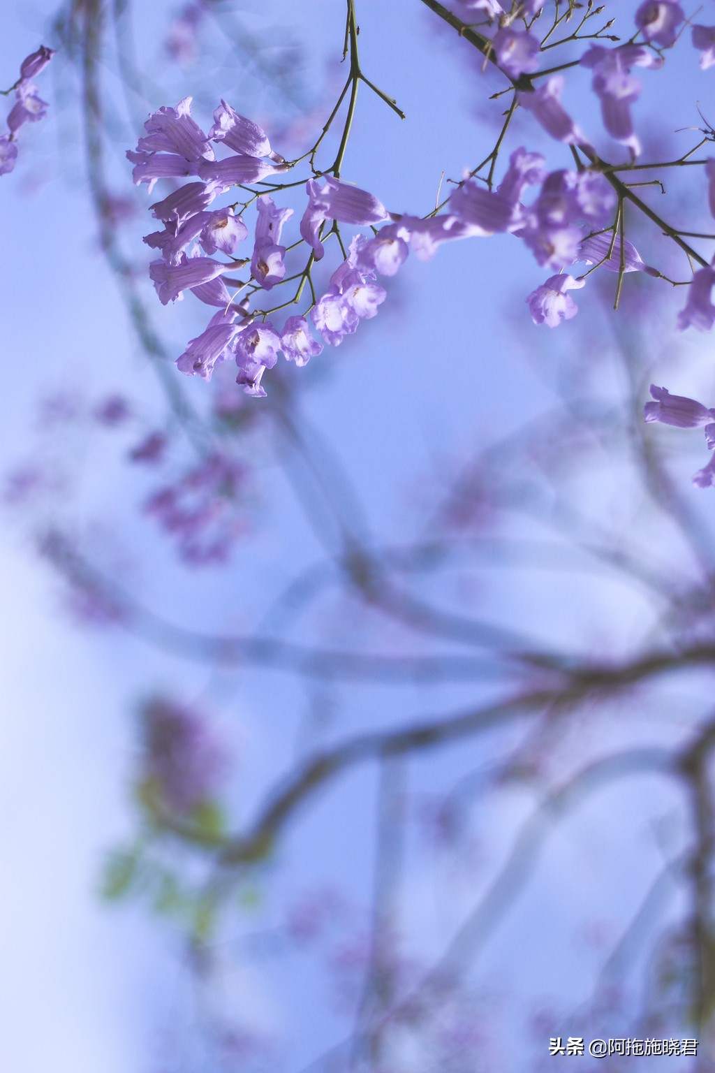 蓝花楹花语及图片大全,蓝花楹的花语还是很让人着迷