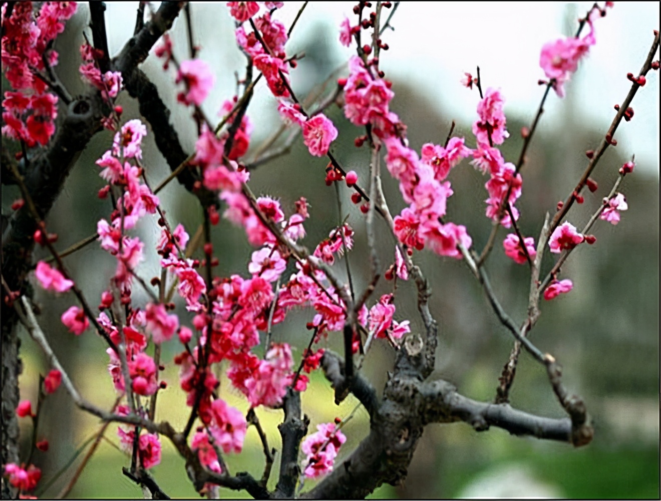 繁花似锦，似烟如霞，“中国蜜桃之乡”连平，花期还在，等你等你