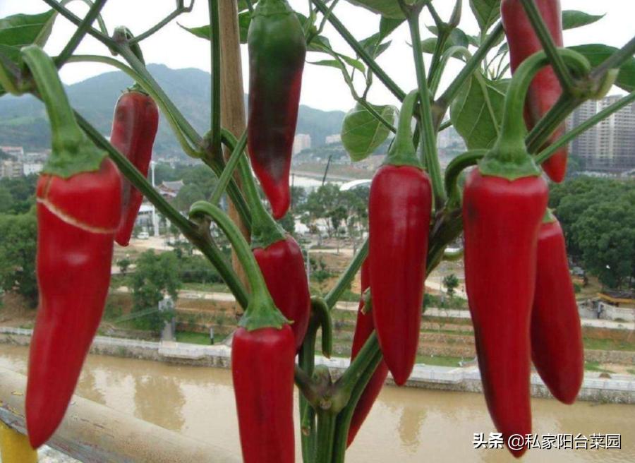 阳台种上辣椒和生姜，不用出门买，随摘随吃