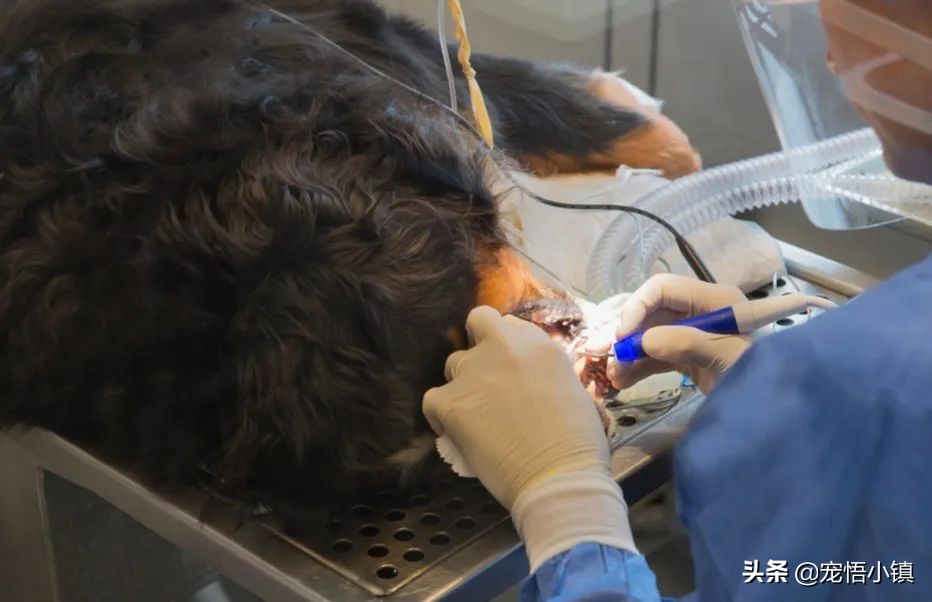 武汉市的宠物医院,武汉市有哪些口碑好的宠物医院