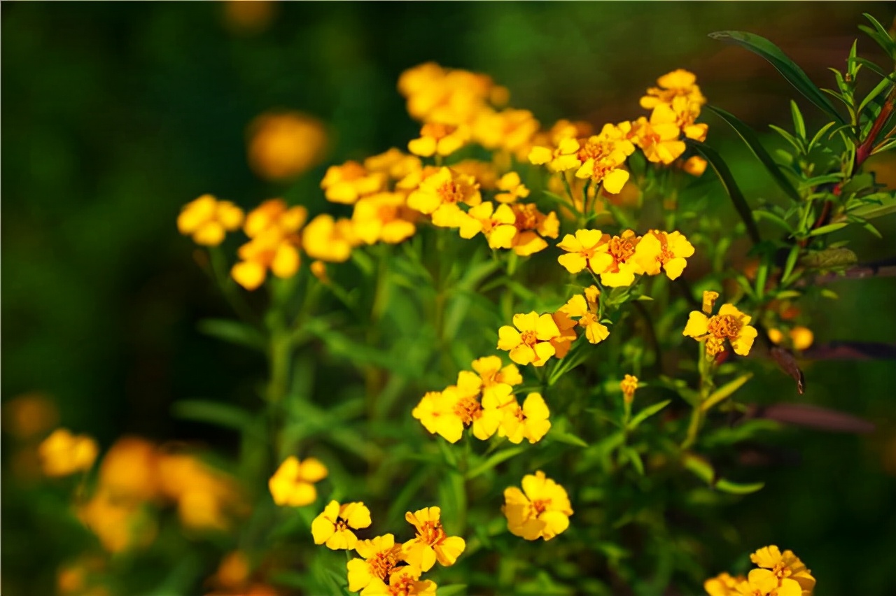 鑾共灞辨繁绉嬫父,娣辩涓庤帿骞插北鏃呮父