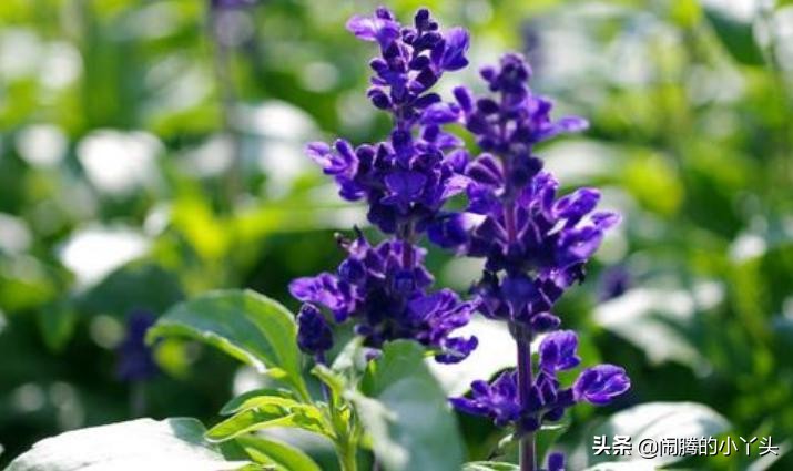 洋苏草花语,洋苏草的花语和寓意