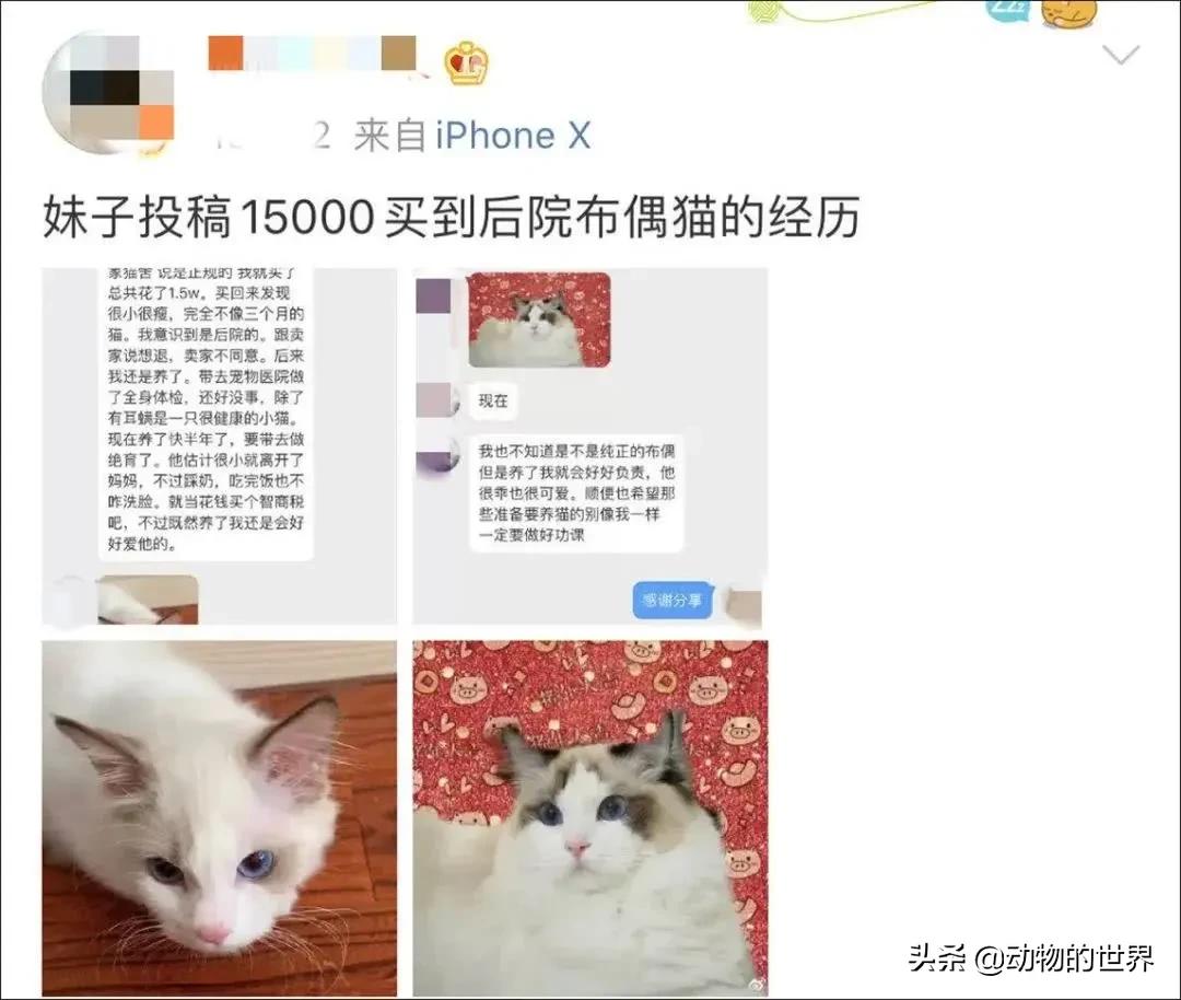 养了四年缅因猫被淹死,缅因猫23万后续
