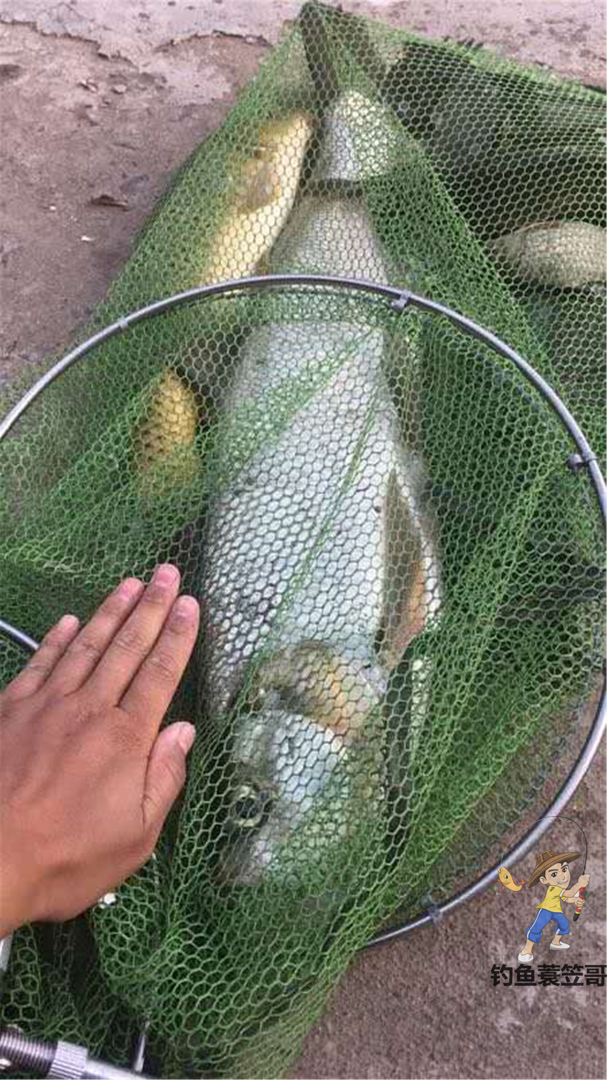 最怕虾闹窝，漂相像大鱼怎么提也不中，解决它其实不难