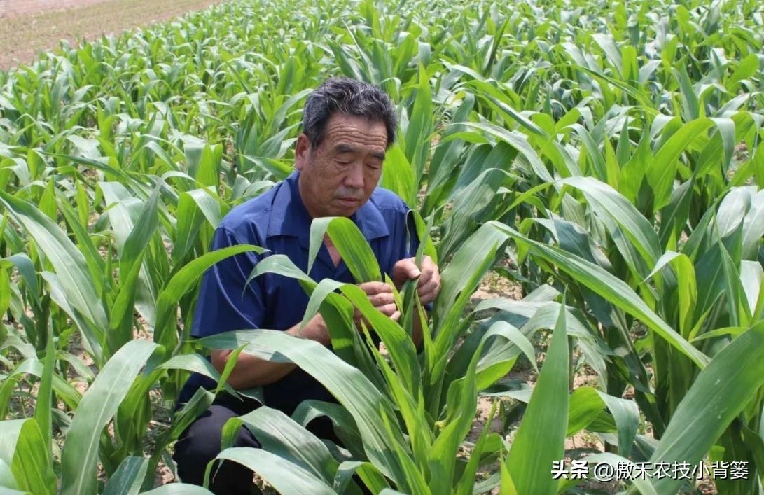 什么样玉米品种最好,山东十大高产玉米品种2019审定