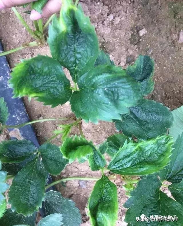 草莓病毒病高发期来了！得了基本没救，预防是关键