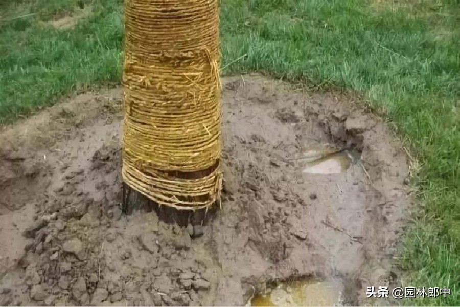 大树移植后浇水的正确方法,大树移植后施什么肥料