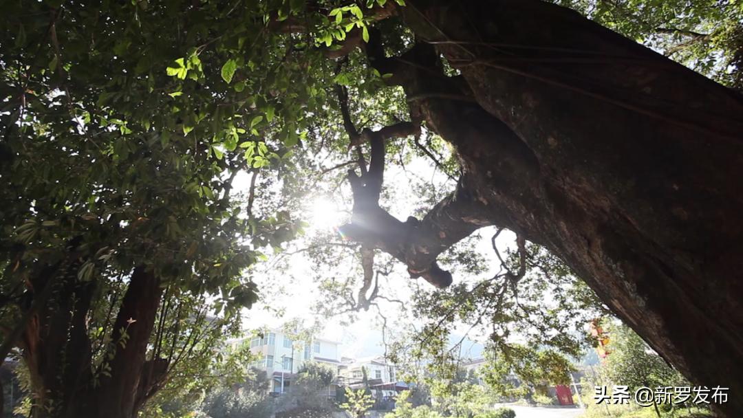 山水园间,心系洋畲