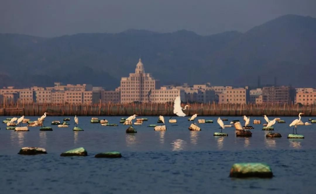春节深圳周边自驾游攻略,深圳观澜春节十大免费景点