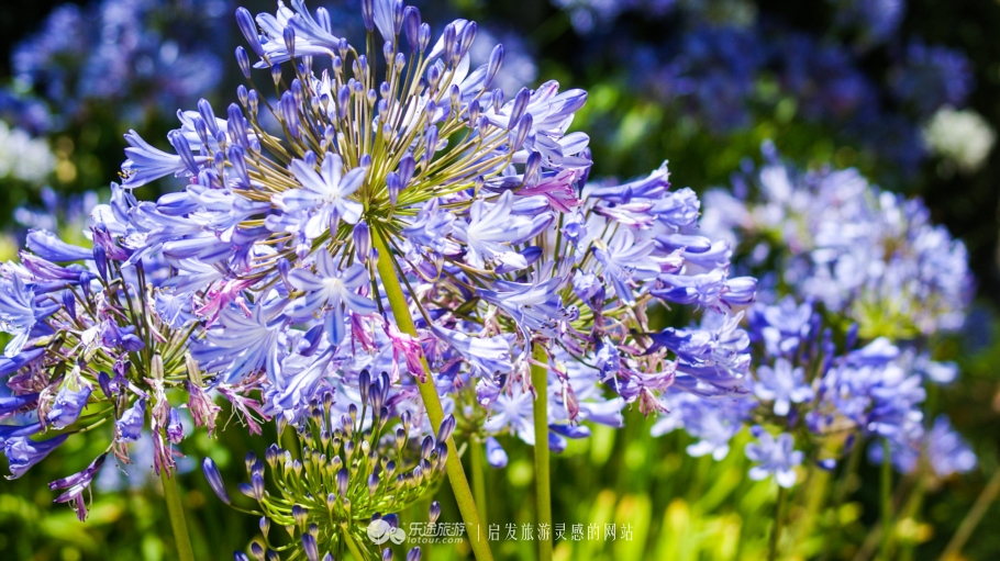 留学美国:加州大学洛杉矶分校UCLA