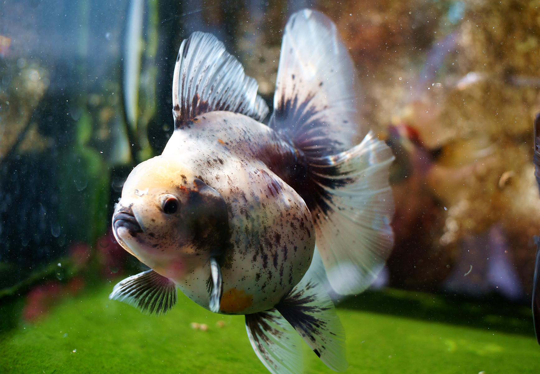 左氧氟沙星能治金鱼炸鳞病吗,治疗金鱼炸鳞最有效的办法