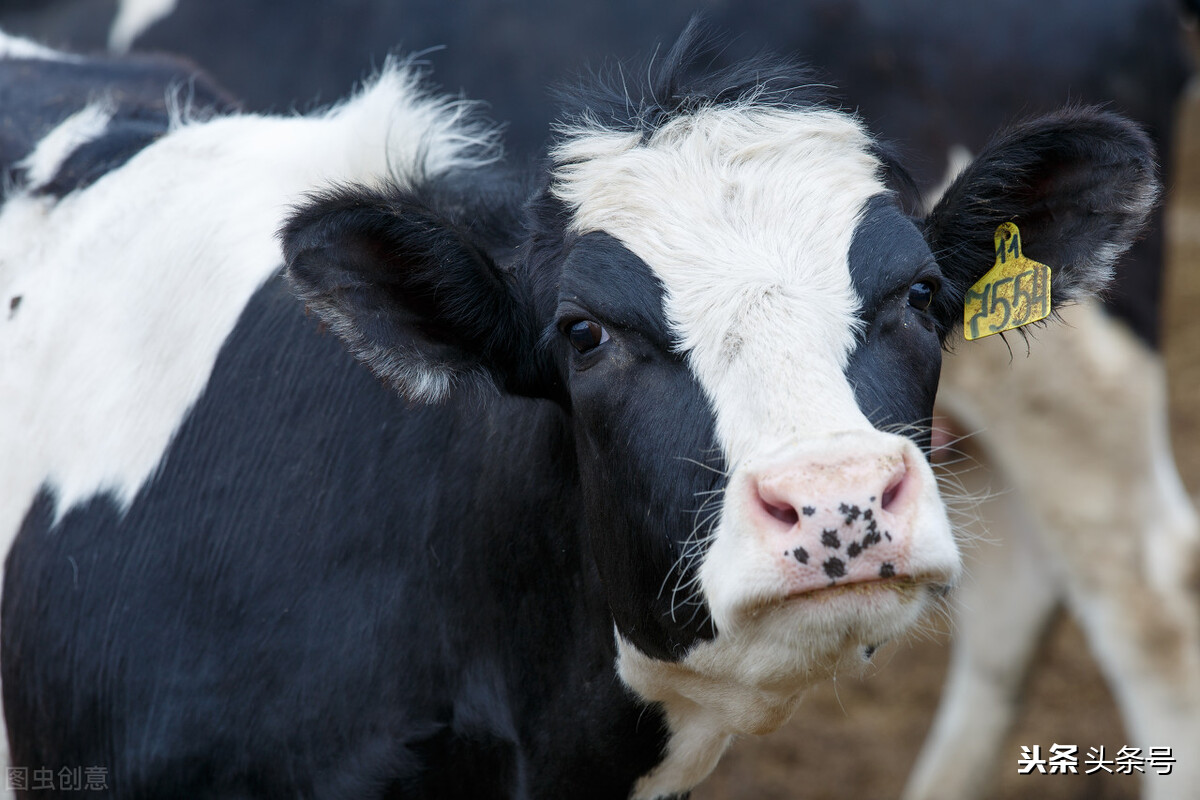奶牛布病的预防措施有哪些,奶牛布氏杆菌病