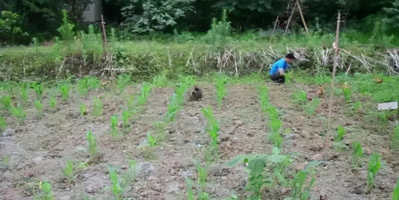 农村土狗是如何看家的,土狗农村人的看家能手