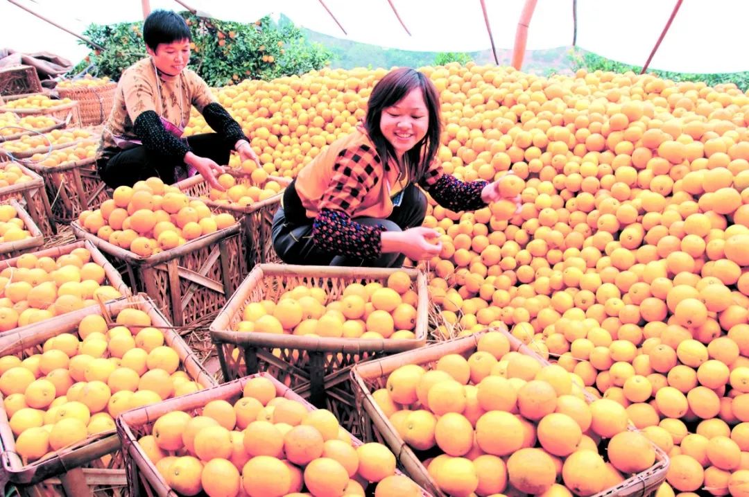 蜀青振兴贷是啥,蜀青振兴贷