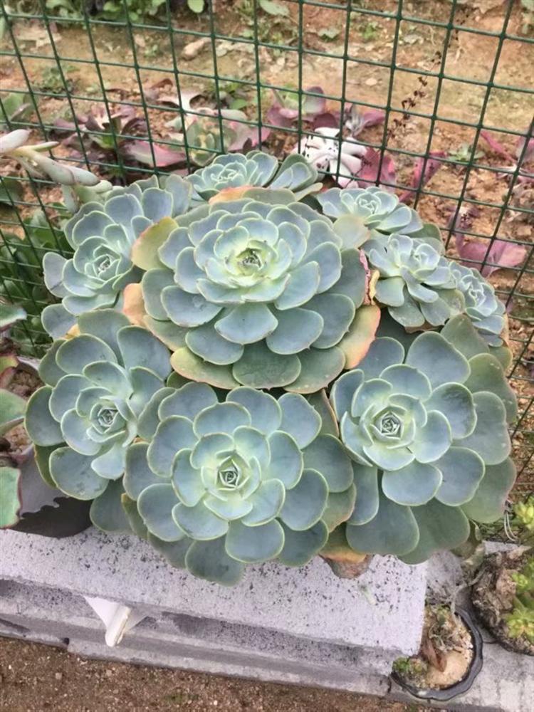 网购多肉老桩，“埋”多深有讲究！