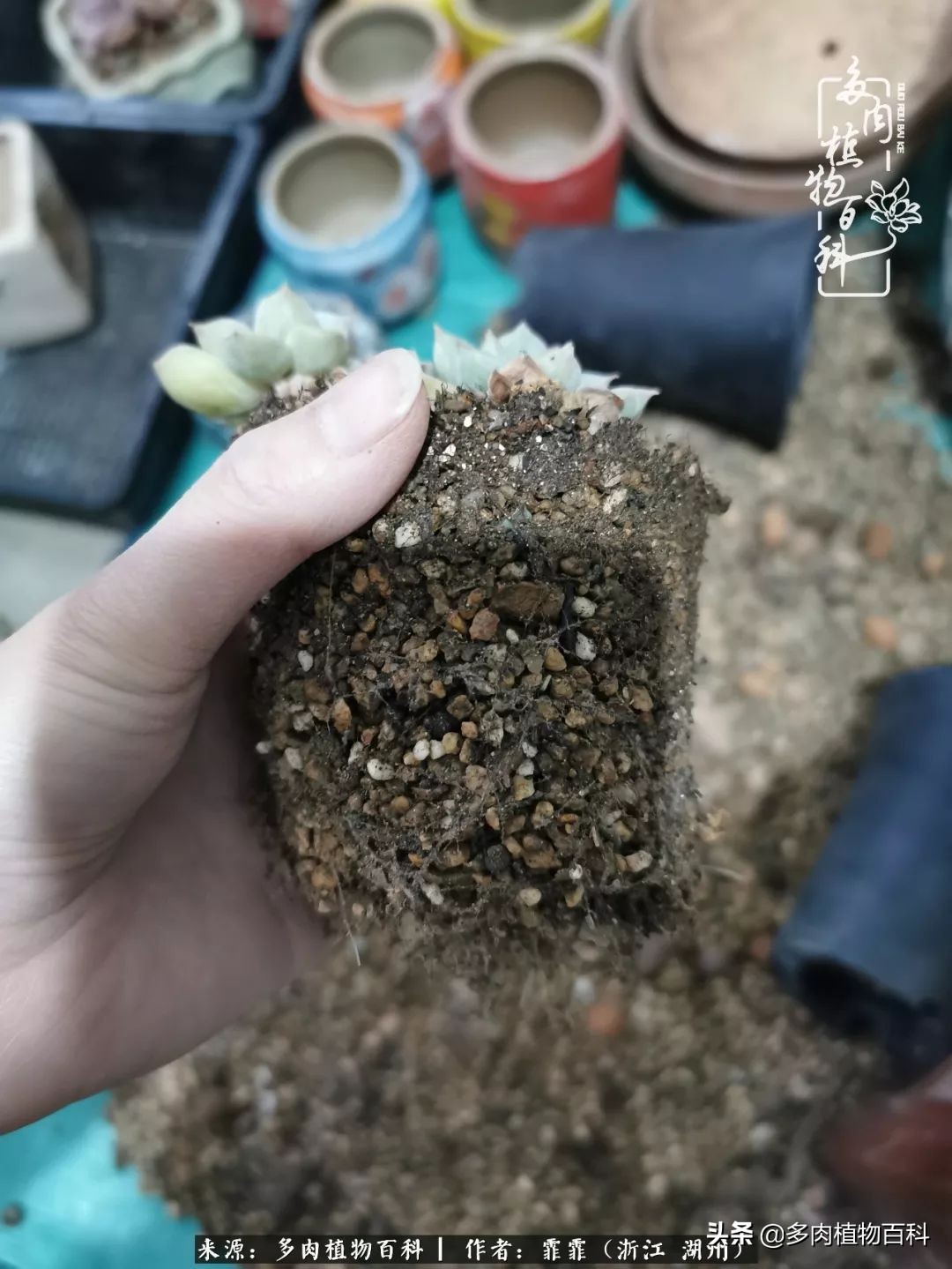 包邮区多肉度夏养护心得,阳台党养多肉怎么度夏